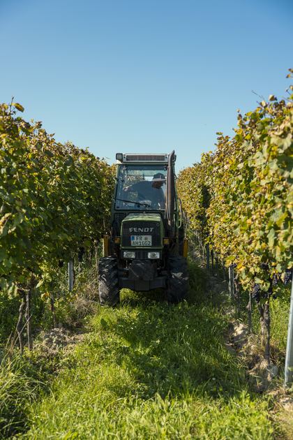 Traktor zwischen den Rebzeilen im Weinberg