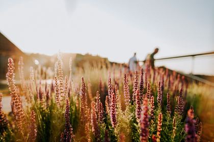 Blühende Wildblumen im Weinberg im Abendlicht