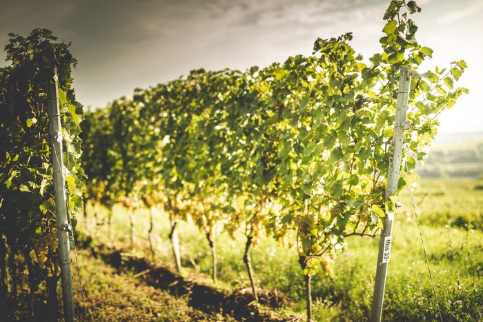Sonnendurchflutete Rebzeilen am Kaiserstuhl