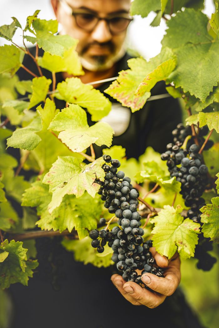 Winzer hält eine Traube reifer blauer Beeren im Rebstock