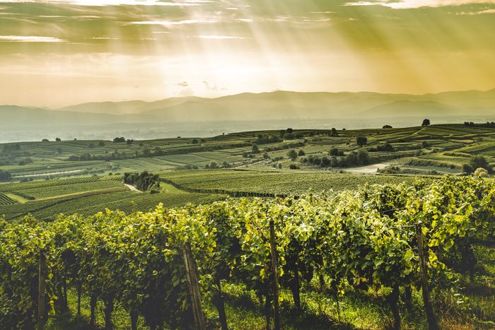 Rebhänge am Kaiserstuhl, dahinter die Rheinebene im Gegenlicht der Abendsonne