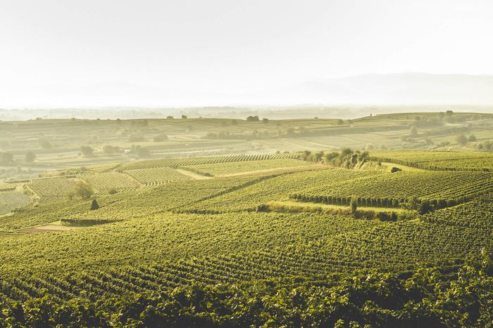 Weite Rebhügel des Kaiserstuhls bis zum Horizont in weichem Licht